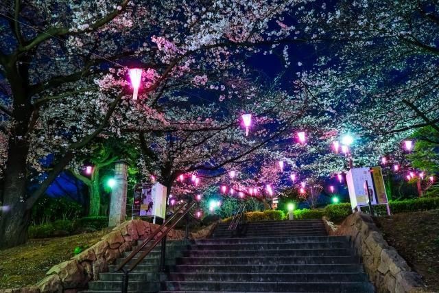 飛鳥山公園　夜桜