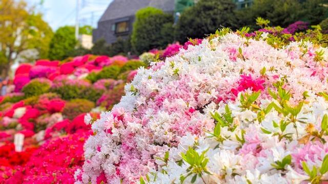 根津神社　つつじ　見頃