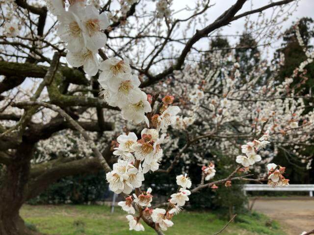 坂田城址　梅まつり　白加賀