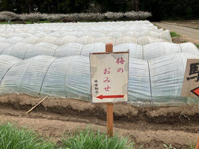 坂田城址　梅のおみせ