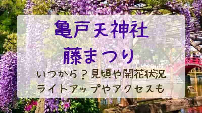 【亀戸天神藤まつり】2024年はいつから開催？見頃や開花状況・アクセスも！