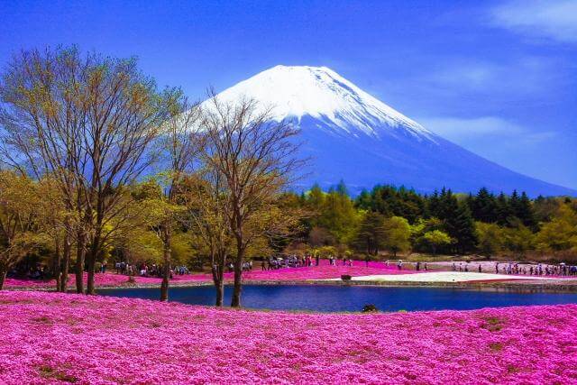 富士芝桜まつり
