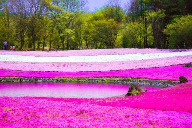 富士芝桜まつり　満開