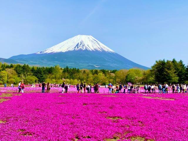 富士山と鮮やかな芝桜