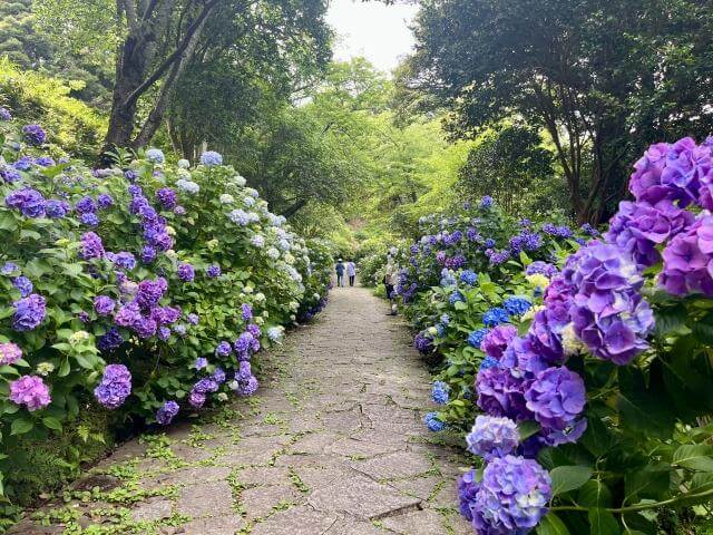 下田公園　あじさいまつり　見頃