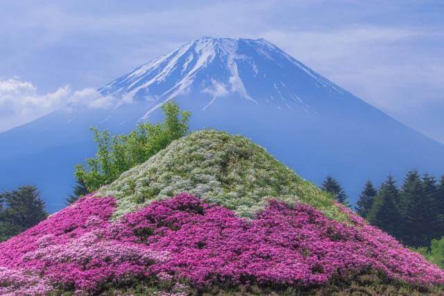 富士山とミニ芝桜の山