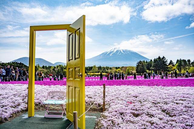 富士山と芝桜　黄色の扉