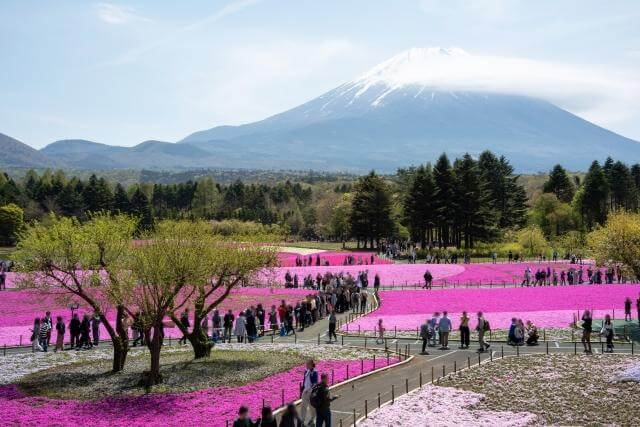 富士芝桜まつり　観光客