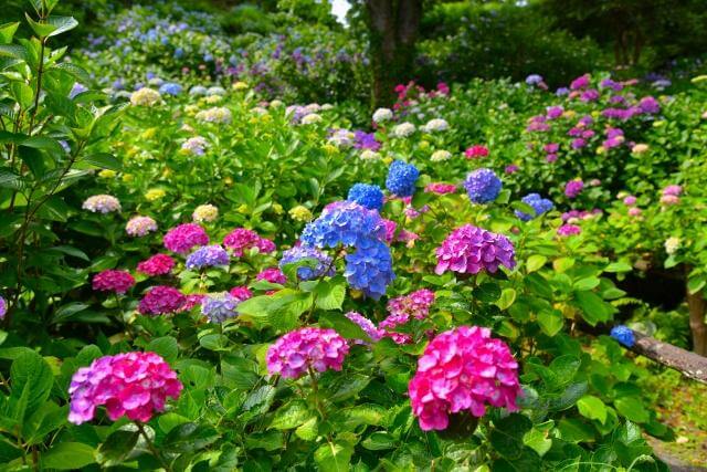 下田公園　鮮やかなあじさい