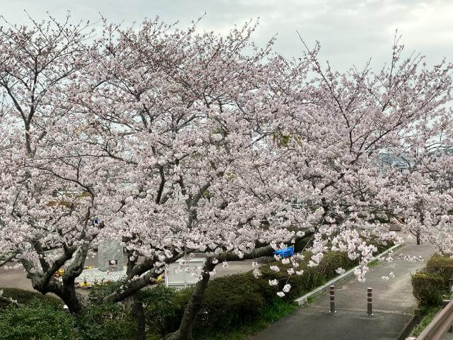 城山公園の桜