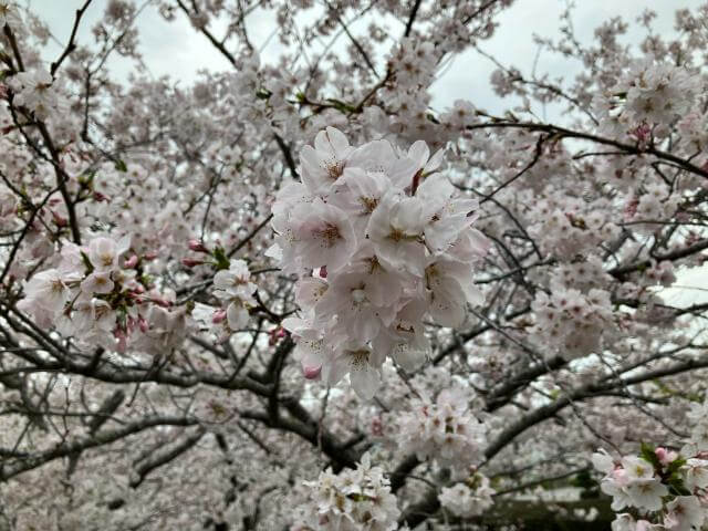 城山公園　桜