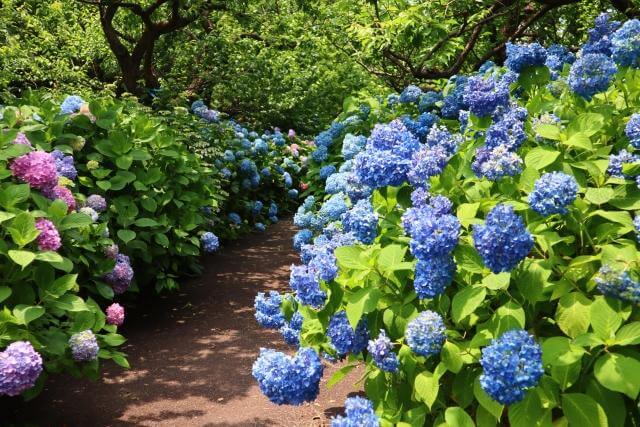 郷土の森　あじさい　見頃