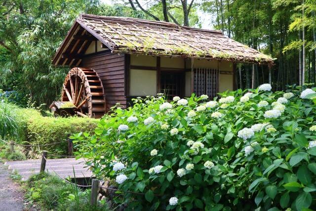 府中市郷土の森　あじさいと風車