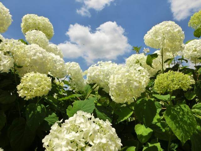 多古町 あじさい