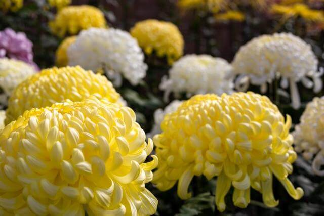 亀戸天神　菊まつり