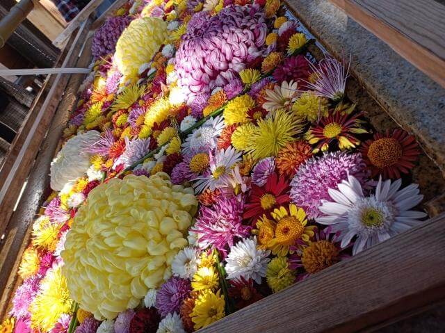 笠間稲荷神社　菊　花手水