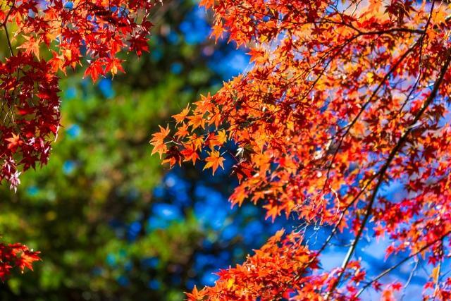 六義園　紅葉　見頃