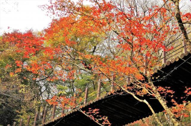 紅葉　汐見滝吊り橋