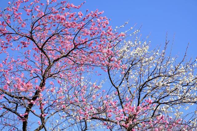 府中市郷土の森　梅