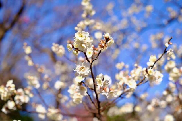 郷土の森　梅まつり