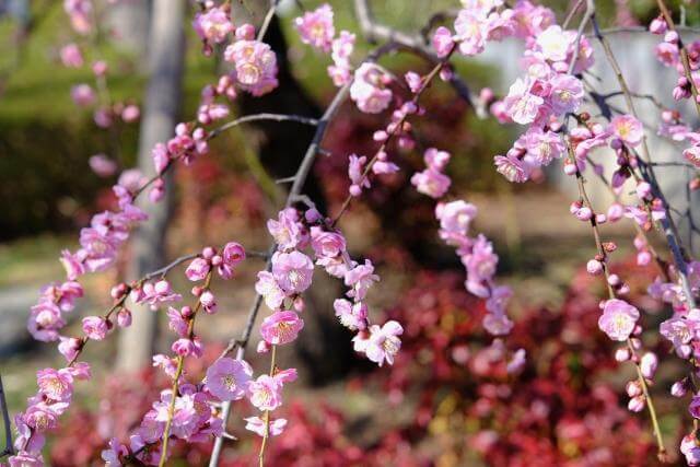 郷土の森　しだれ梅