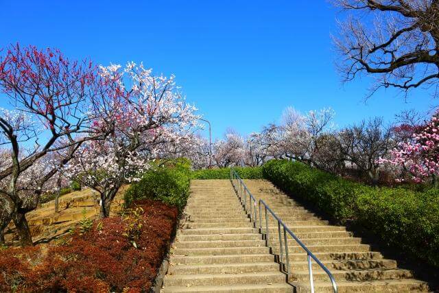 羽根木公園　梅まつり