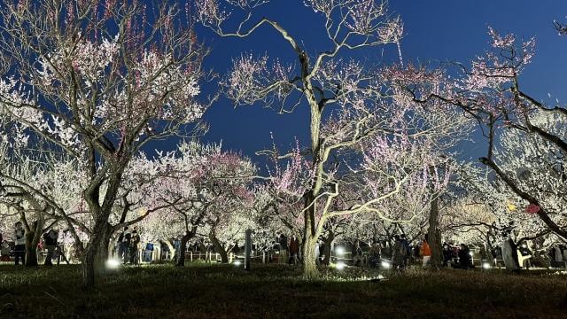 郷土の森　梅　ライトアップ