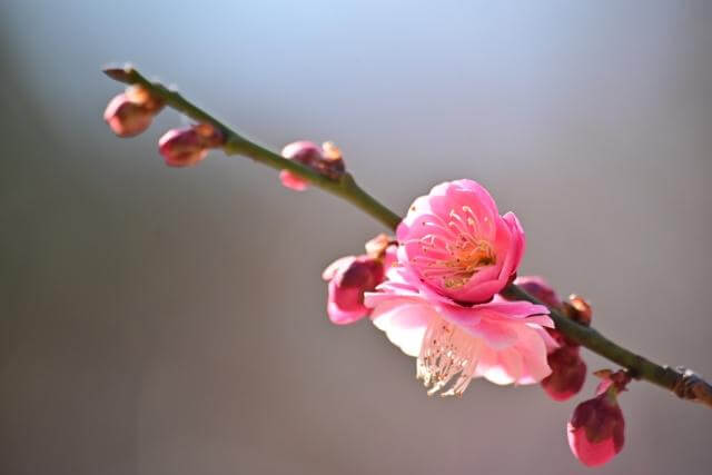 大宮第二公園　梅