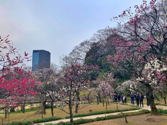 小石川後楽園　梅まつり