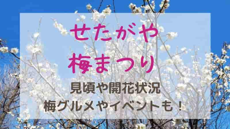 せたがや梅まつり2025年の見頃はいつ？イベント・梅グルメやアクセス方法も