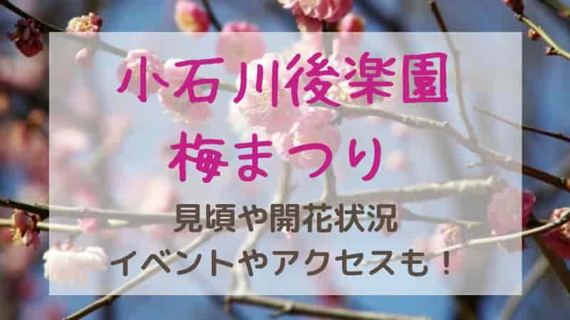 【小石川後楽園の梅まつり】2025年の見頃や開花状況は？見どころやアクセスも