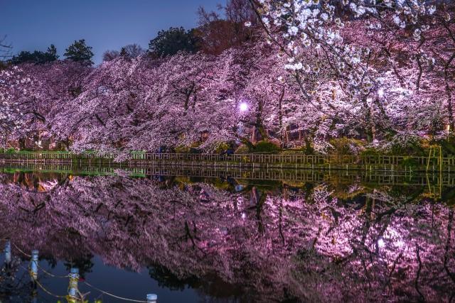 井の頭公園　夜桜