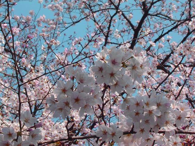 井の頭公園　桜
