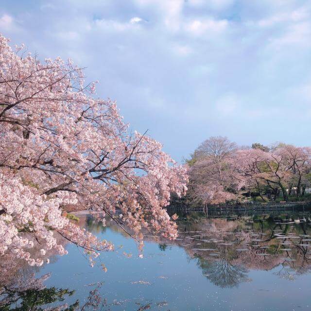 井の頭公園　桜　見頃