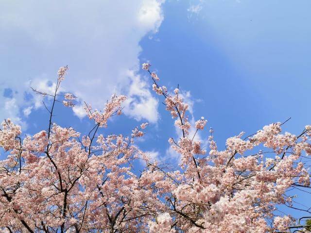 小金井公園　桜　見頃　青空