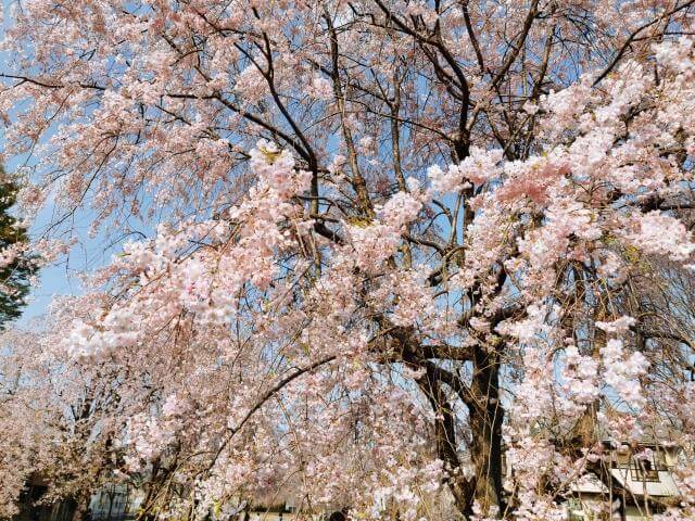 小金井公園　桜