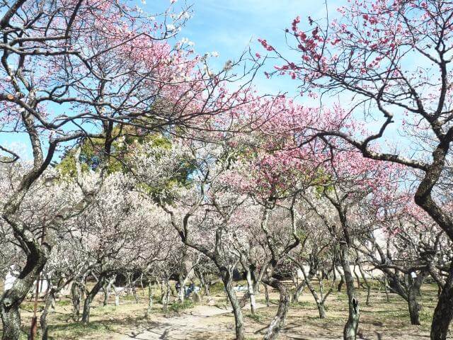 谷保天満宮　梅