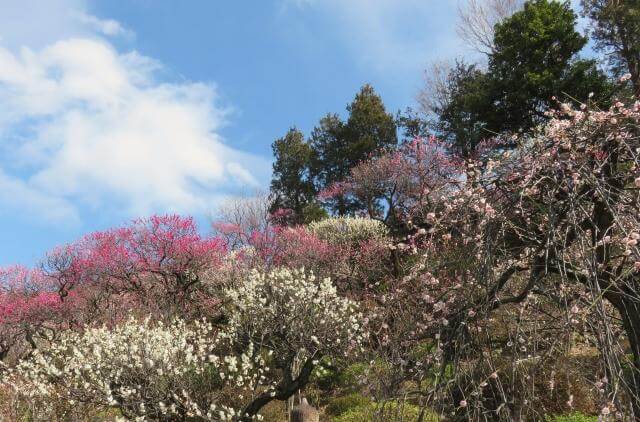 池上梅園　梅