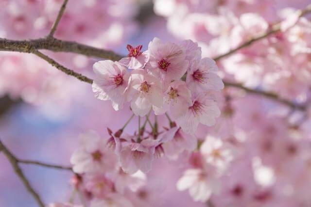 小金井公園　桜　満開