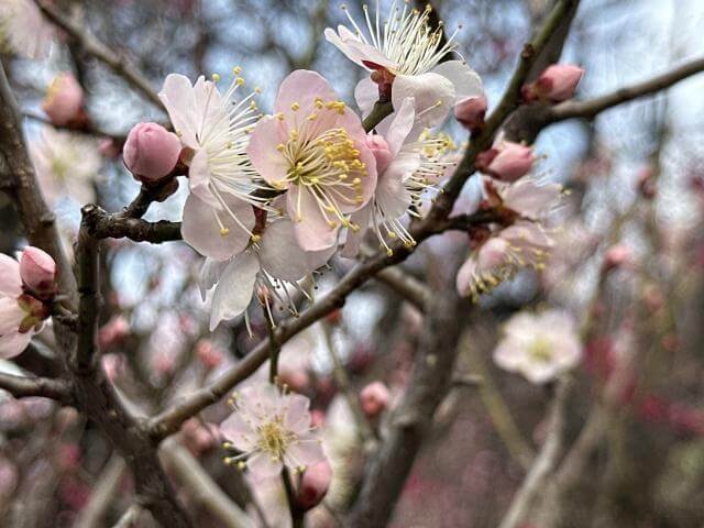 池上梅園　梅