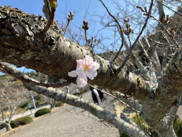 安房神社　咲き始めの桜