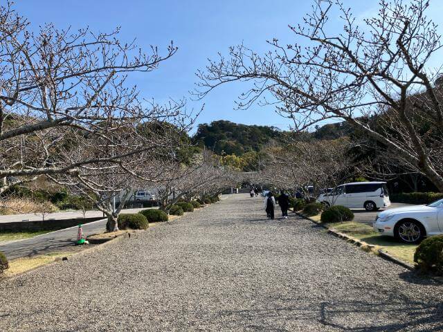安房神社　参道