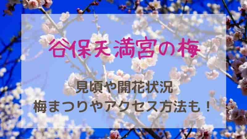 【谷保天満宮の梅】2025年の見頃はいつ？開花状況やアクセス方法も