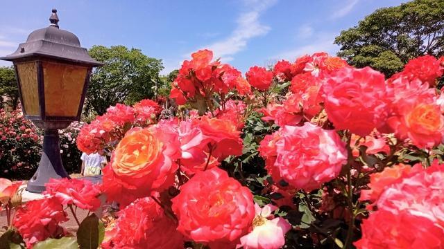京成バラ園