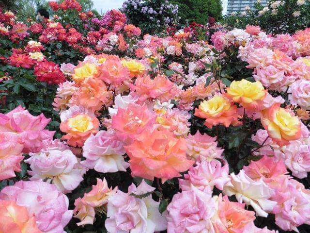 京成バラ園