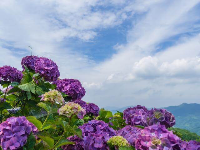 美の山公園 あじさい