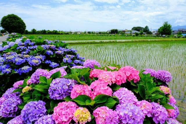 開成町　あじさいまつり
