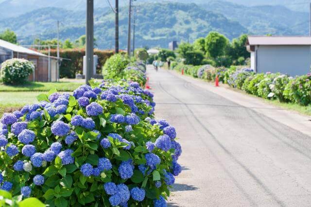 開成町　あじさい