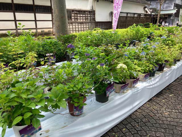 府中市郷土の森 アジサイ展