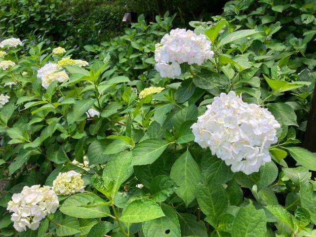 府中市郷土の森 あじさい